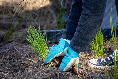 planting-indigenous-tubestock.jpg