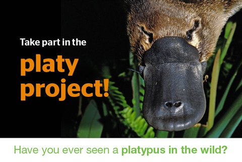 platy-project-WEBSITE.jpg