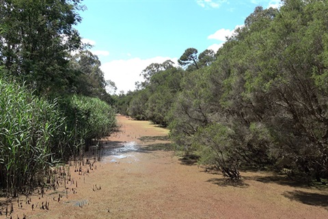 Spadonis-billabong-1.jpg