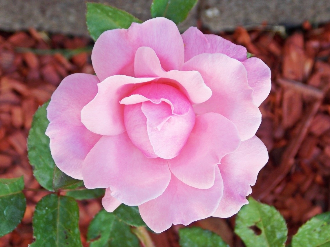 camelia