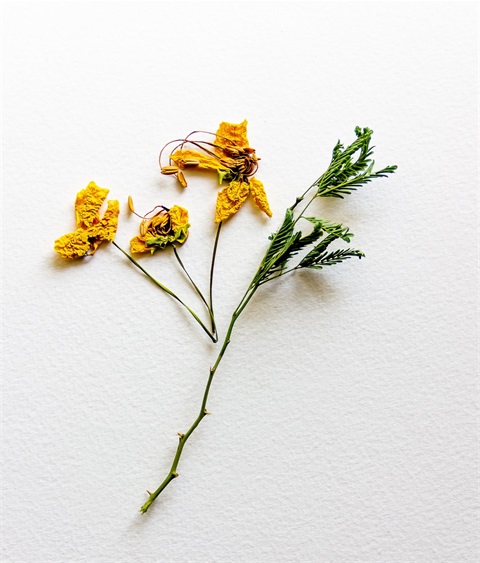 A pressed yellow flower