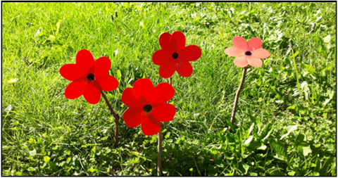 Poppies in the grass