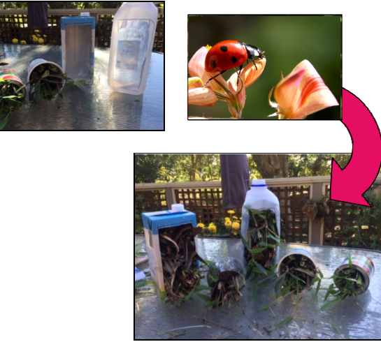 Insect House activity visual instructions