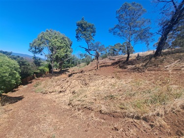 15 Landscape Dv Chirnside Park woody weed removal - re-planting this winter (Chirnside Ward)