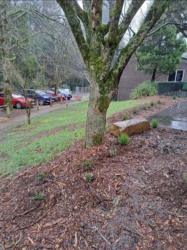 Monbulk Aquatic Centre planting - Chandler Ward