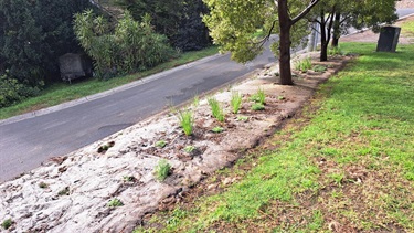 Allandale Grove Belgrave (next to the Hub) embankment planting (Lyster Ward)