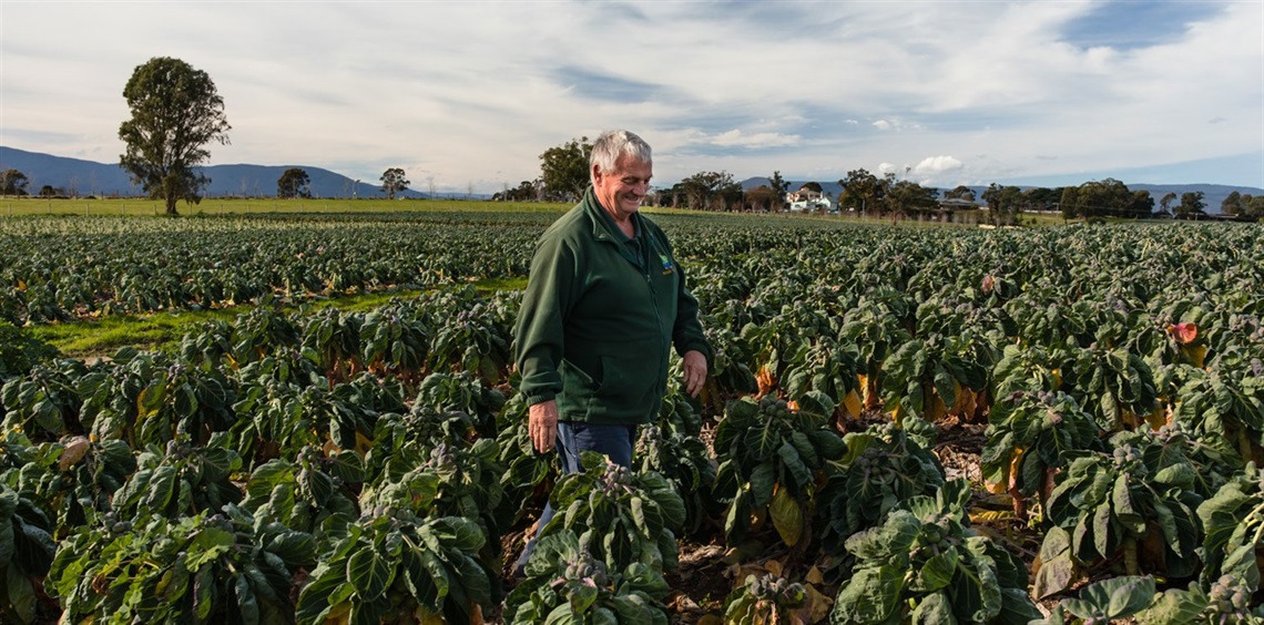 Local grower walking through crop