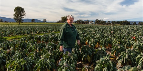 Local grower walking through crop
