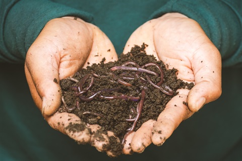 worms.jpg