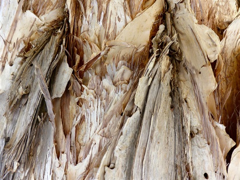 bark thumbnail image.jpg