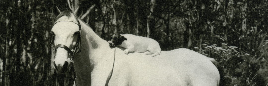 Photograph of Debbie the dog riding on the back of Zippy the horse, 1970s.