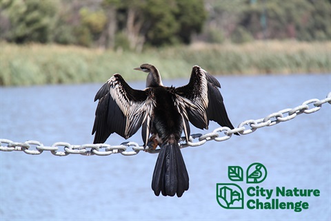 cnc-bird-walk.jpg