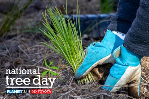 national-tree-day-website.jpg
