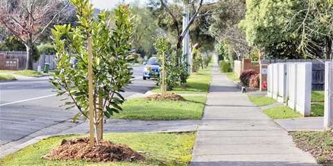 Street Trees.jpg