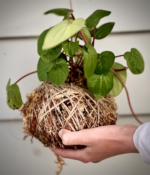 Kokedama1