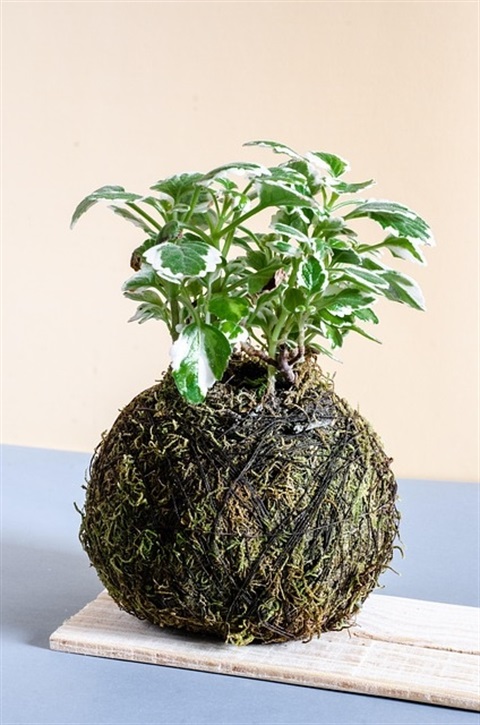 kokedama-5674764_640