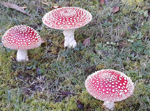 THUMBNAIL toadstools.jpg