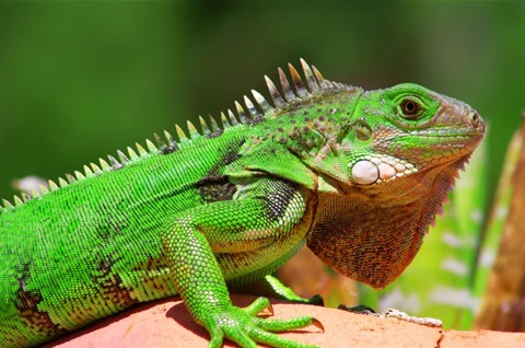reptiles.JPG