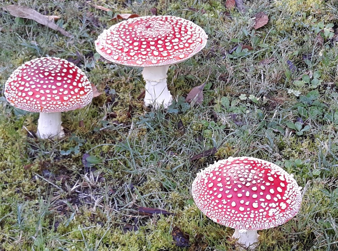 THUMBNAIL toadstools.jpg