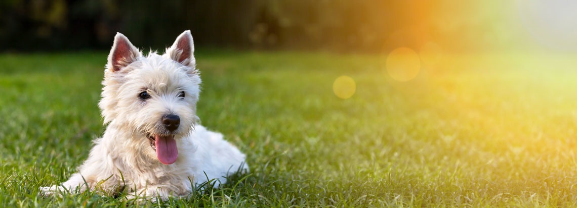 West Highland Terrier puppy lying on the grass