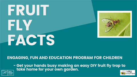 https://www.yarraranges.vic.gov.au/files/content/public/v/2/community/family/school-holiday-activities/the-fruit-fly-facts/update-fruit-fly-facts.png?dimension=pageimage&w=480