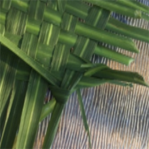 Picture4.png