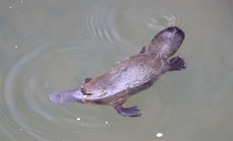 yrc-platypus.jpg