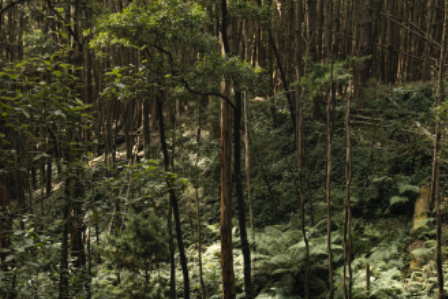 forest.png
