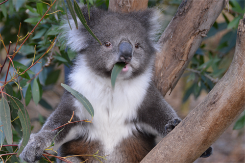 Koala---Healesville---April-Paterson-(12).png