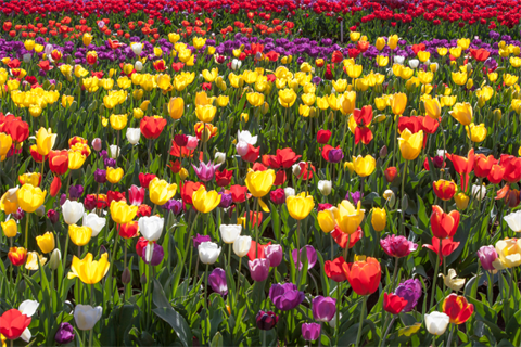 Tulips.png