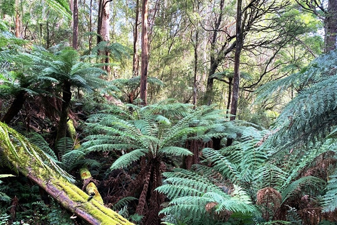 friends of hughes creek.jpg