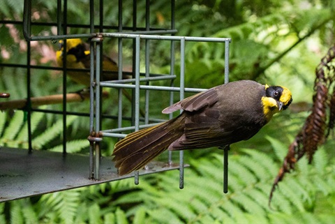 Heho-on-feeding-box.jpg